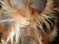 Puppy_Anatomy___Dog_Paw_by_FantasyStock.jpg
